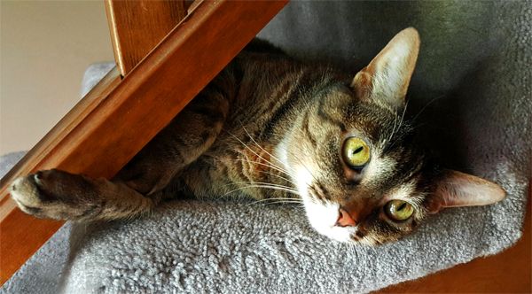 image of Sophie the Torbie Cat lying on the stairs, peeking out from under the bannister