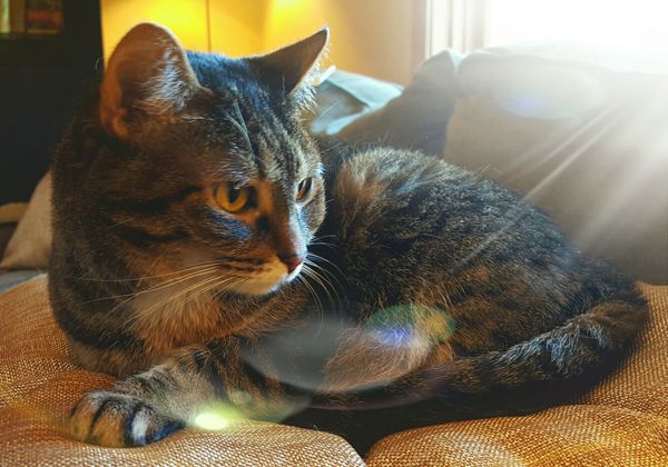 image of Sophie the Torbie Cat sitting on a pillow with the sun streaming in through the window behind her