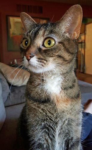image of Sophie the Torbie Cat sitting on my lap, looking up intently