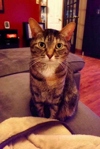 image of Sophie the Torbie Cat sitting beside me on the couch, staring at me intently