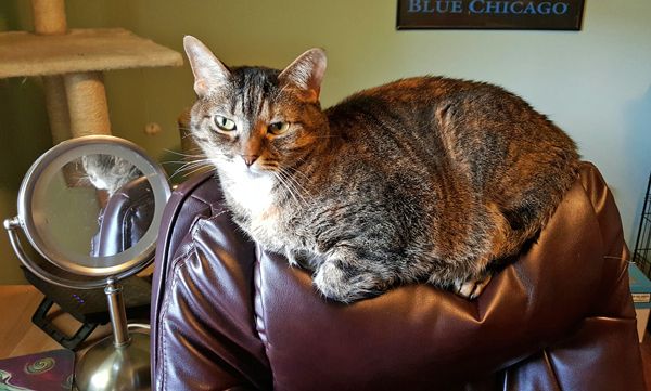 image of Sophie the Torbie Cat, sitting on the back of my office chair, giving A Look