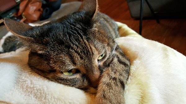 image of Sophie the Torbie Cat, curled up on top of a blanket which was covering me, with her paw across her nose