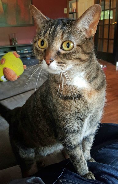 image of Sophie the Torbie Cat, standing with her front paws on my leg, looking wide-eyed toward the front door