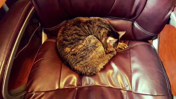 image of Sophie the Torbie Cat, curled up in my office chair