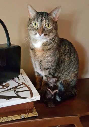 image of Sophie the Torbie Cat, sitting on the piano, behind a figurine of a cat reading a book