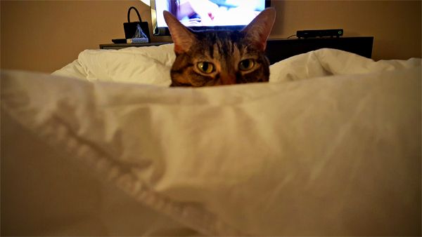 image of Sophie the Torbie Cat peeking up from between the folds of a white comforter on the bed