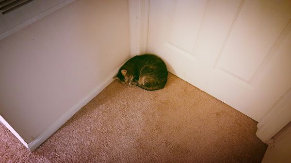 image of Sophie the Torbie Cat curled up in the corner of a hallway, fast asleep