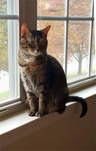 image of Sophie the Torbie Cat sitting in the window, looking thoughtful