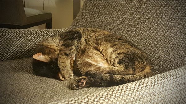 image of Sophie the Torbie Cat curled up in a chair asleep, with her paw over her eyes and nose