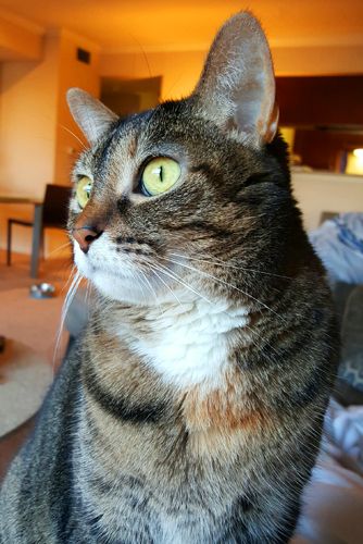 image of Sophie the Torbie Cat looking out the window wide-eyed