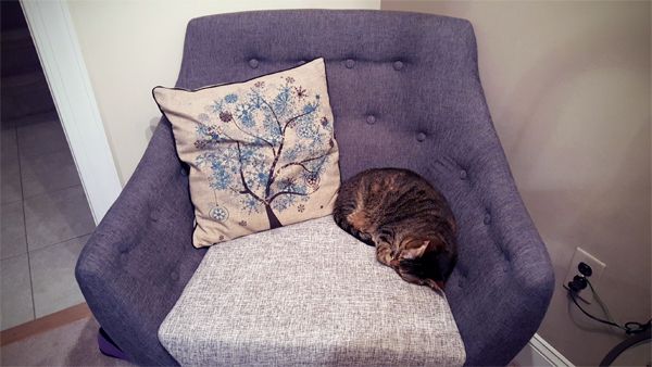 image of Sophie the Torbie Cat curled up in the corner of a chair, next to a pillow