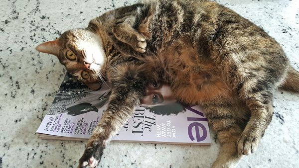 image of Sophie the Torbie Cat curled up on top of a copy of In Style, with a gorgeous picture of Viola Davis on the cover
