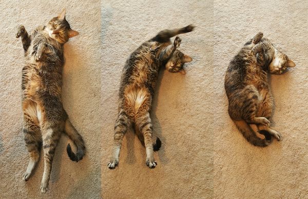 series of three images of Sophie the Torbie Cat on her back, stretching on her back, rolling into a comma