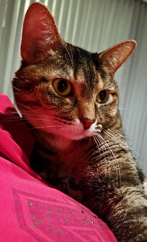 image of Sophie the Torbie Cat sitting on my chest