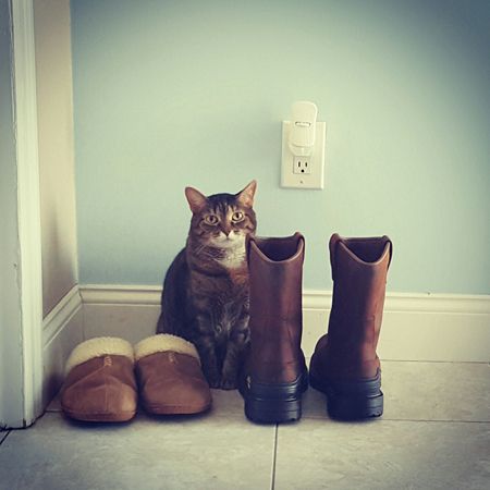 image of Sophie the Torbie Cat sitting next to Iain's slippers and boots