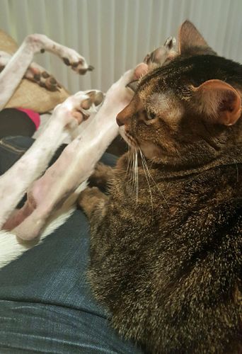image of Sophie the Torbie Cat sitting on my lap with Dudley's big feet in her face