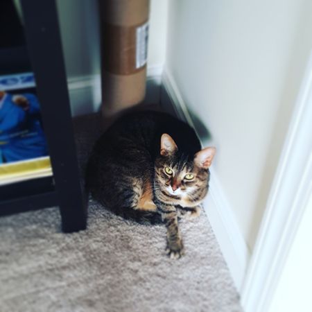 image of Sophie the Torbie Cat sitting in a corner between a shelf and the wall