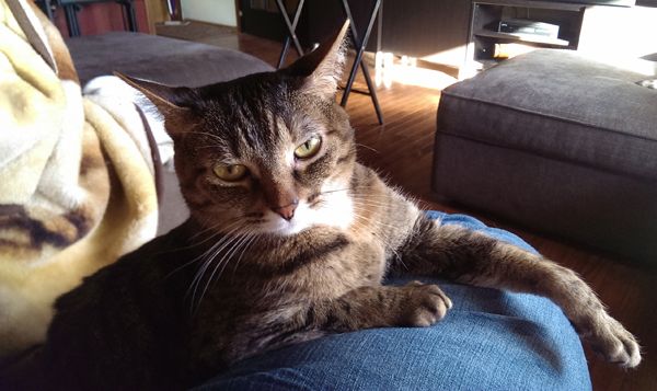 image of Sophie the Torbie Cat sitting on my lap with her front leg casually outstreched