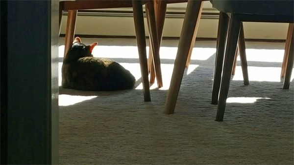 image of Sophie the Torbie Cat lying in the sunshine under a chair in the dining room