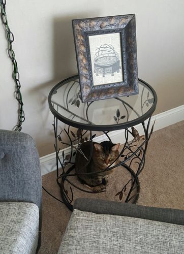 image of Sophie the Torbie Cat sitting beneath an end table, inside its rounded metal bottom