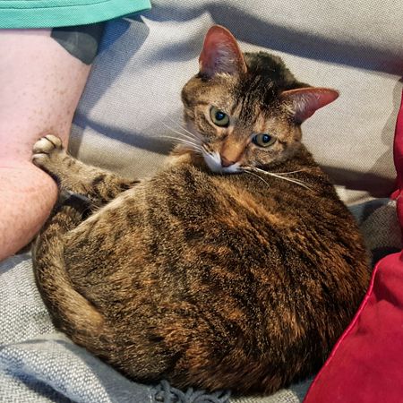 image of Sophie the Torbie Cat lying on the couch next to Iain, with her tiny paw on his arm