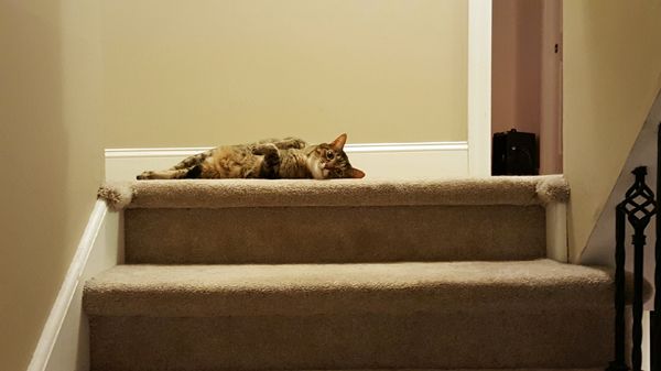 image of Sophie the Torbie Cat lying at the top of the stairs
