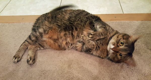 image of Sophie the Torbie Cat rolling around on the carpet