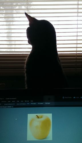 image of Sophie in silhouette behind my laptop screen
