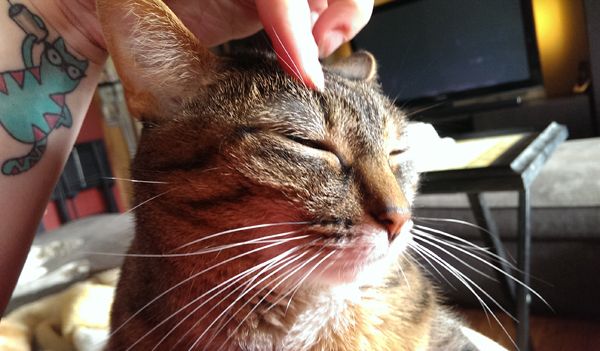 image of Sophie the Torbie Cat sitting on my chest, looking content while I rub her head with my index finger