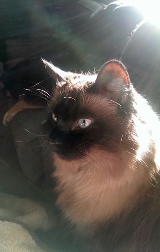 image of Matilda the Fuzzy Sealpoint Cat sitting in a stream of sunshine