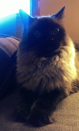 image of Matilda the Fuzzy Sealpoint Cat sitting on the arm of the loveseat making a face with wide eyes