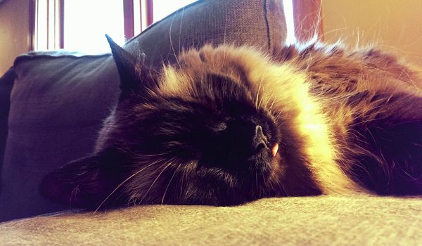 image of Matilda the Fuzzy Sealpoint Cat, asleep on the arm of the lovseat with the tip of her tongue hanging out