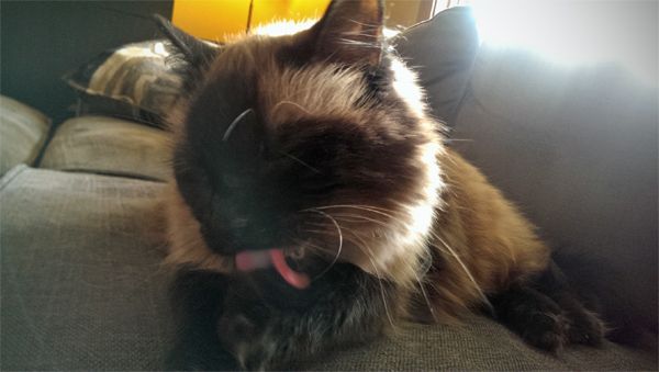 image of Matilda the Fuzzy Sealpoint Cat lying on the loveseat grooming her paws