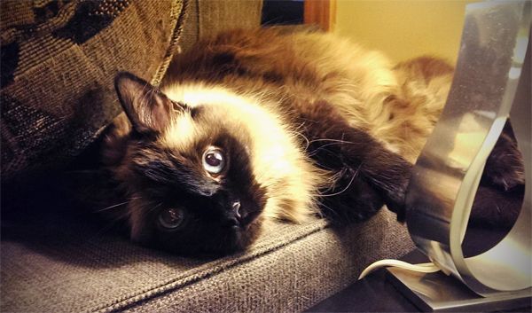 image of Matilda the Fuzzy Sealpoint Cat lying on the arm of the loveseat looking at me with a goofy expression