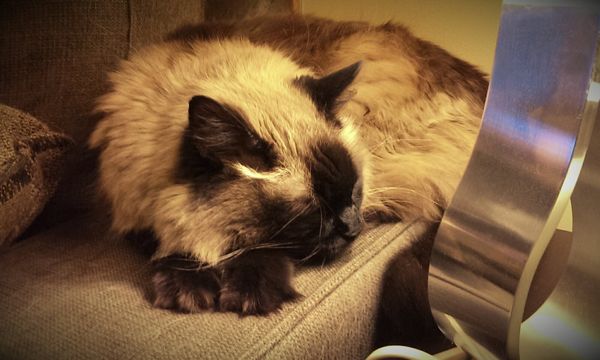 image of Matilda the Fuzzy Sealpoint Cat asleep on the arm of the loveseat, with her chin resting on her paws