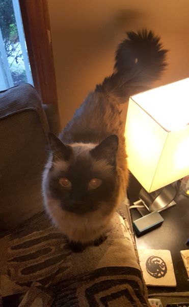 image of Matilda the Fuzzy Sealpoint Cat standing on a pillow on the arm of the loveseat looking up at me plaitively, her fuzzy tail curled into a question mark