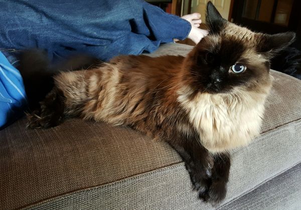 image of Matilda the Fluffy Sealpoint Cat lying next to Iain on the chaise, with her ears back
