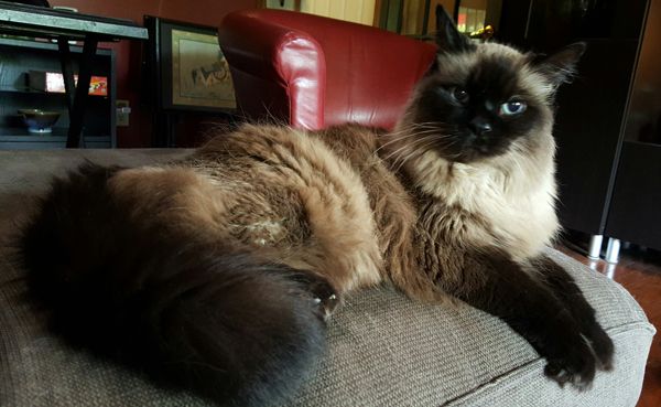 image of Matilda the Fluffy Sealpoint Cat lying on the chaise with her tail looking extra fluffy