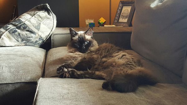 image of Matilda the Fluffy Sealpoint Cat lying on the couch giving me A Look