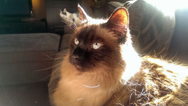image of Matilda the Fuzzy Sealpoint Cat sitting in the sunlight, with Olivia the White Farm Cat just visible in the distance behind her