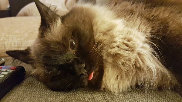 image of Matilda the Fuzzy Sealpoint Cat lying on the arm of the loveseat with her tongue hanging out