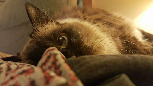 image of Matilda the Fuzzy Sealpoint Cat lying on the arm of the loveseat and peeking at me over a shirt left on the arm