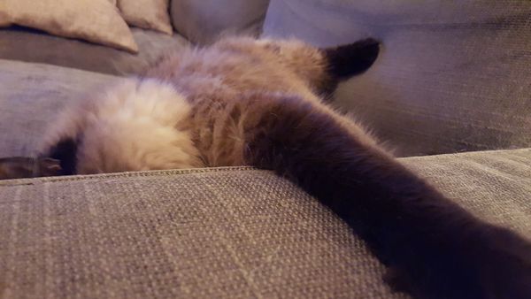 image of Matilda the Fuzzy Sealpoint Cat lying on the loveseat hiding her face, with one paw outstretched across the arm