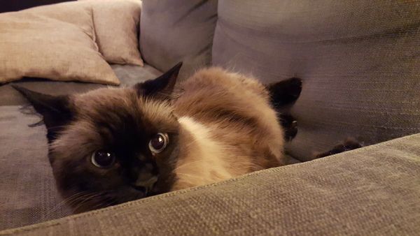 image of Matilda the Fuzzy Sealpoint Cat lying on the loveseat peeking over the arm