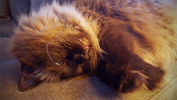 image of Matilda the Fuzzy Sealpoint Cat lying on the arm of the loveseat with her head upside down and the tip of her tongue hanging out