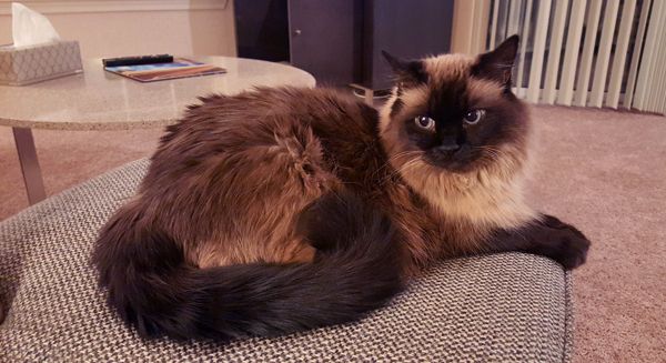 image of Matilda the Fuzzy Sealpoint Cat sitting on the ottoman, looking sassy