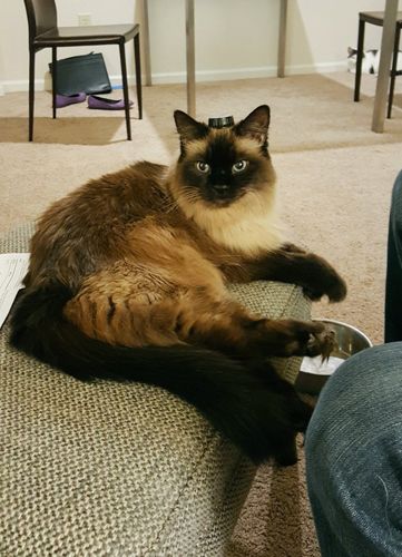 image of Matilda the Fuzzy Sealpoint Cat sitting on the ottoman, beside Iain's legs, with a bottle cap sitting on her head like a tiny top hat