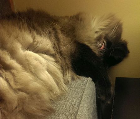 image of Matilda the Fuzzy Sealpoint Cat, sleeping on the arm of the couch with her paw on her head and the tip of her tongue hanging out