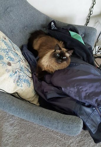 image of Matilda the Fuzzy Sealpoint Cat sitting on a pile of coats on a chair