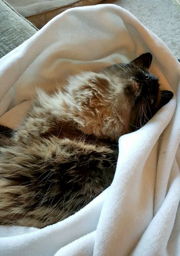 image of Matilda the Fuzzy Sealpoint Cat rolling around on a soft white blanket